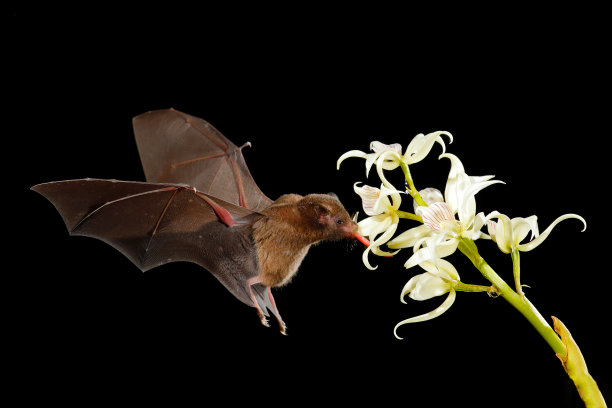 pollination