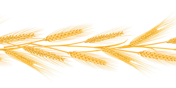 矢量玉米小麦