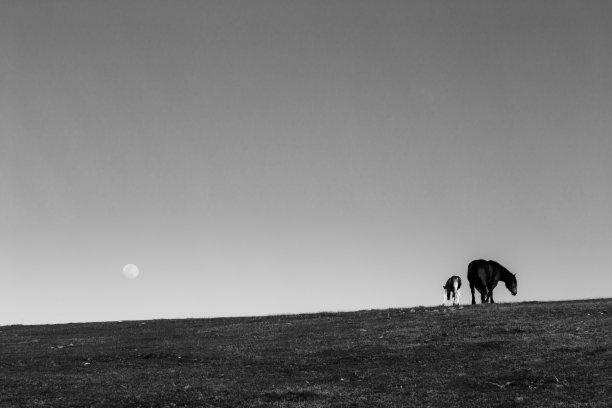 高山草原马匹