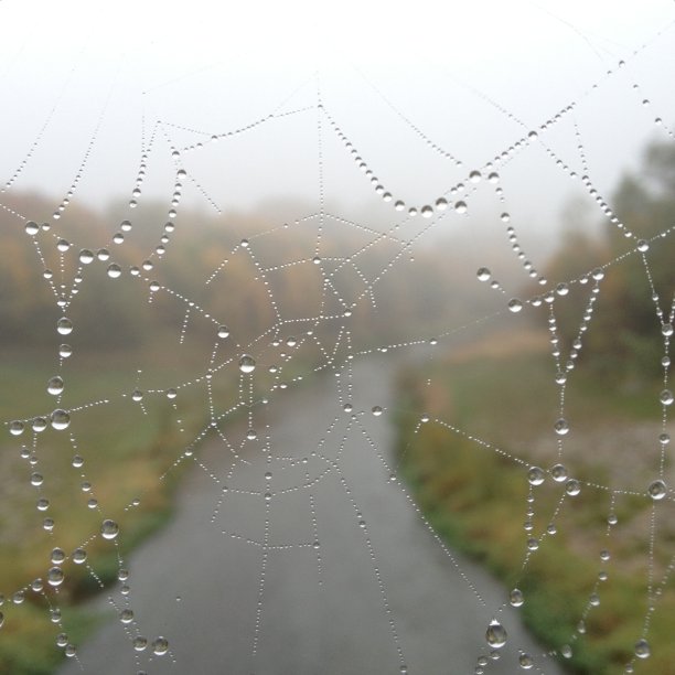 艺术蜘蛛网