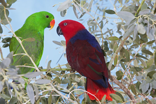 eclectus