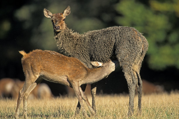 doe