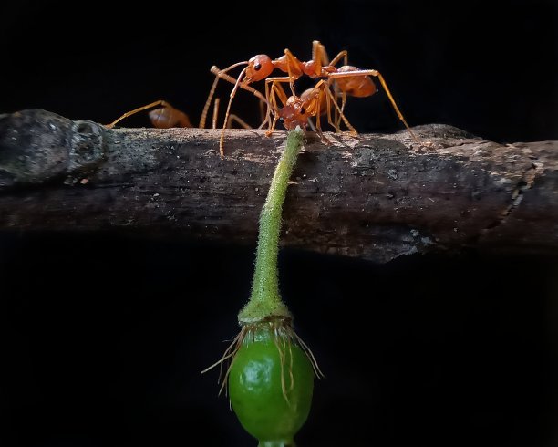 人与蚂蚁的力量对比