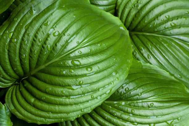 叶子水滴绿叶背景素材