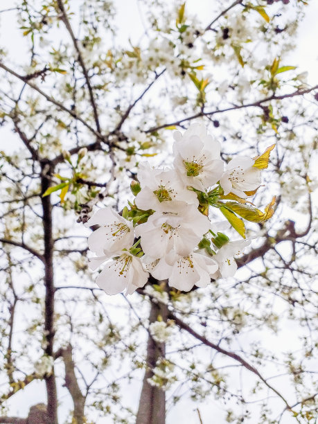 黄杏高清摄影