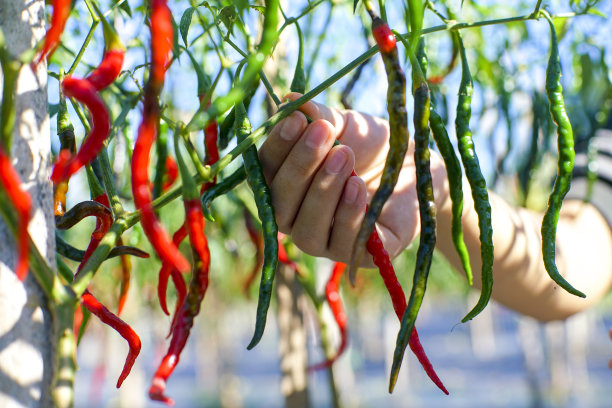 cayenne