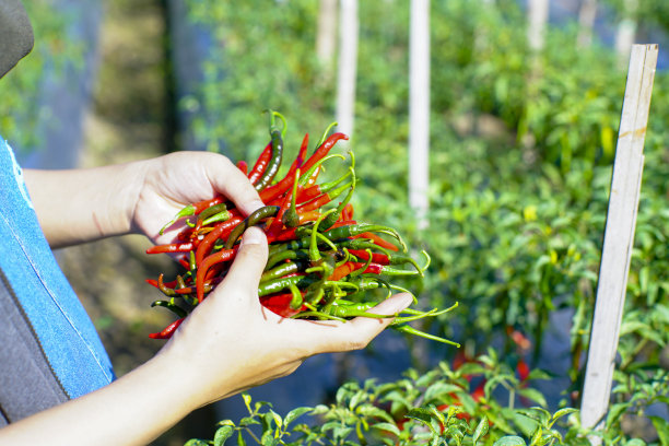 cayenne