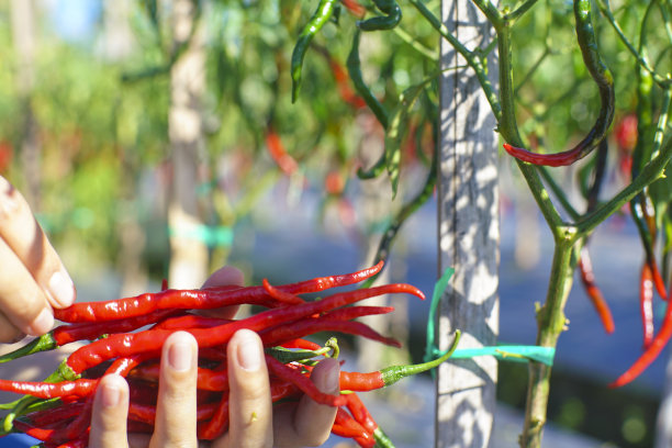 cayenne