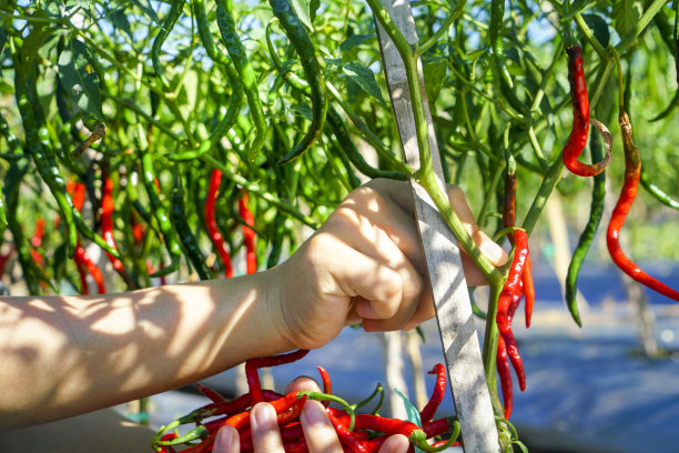 cayenne