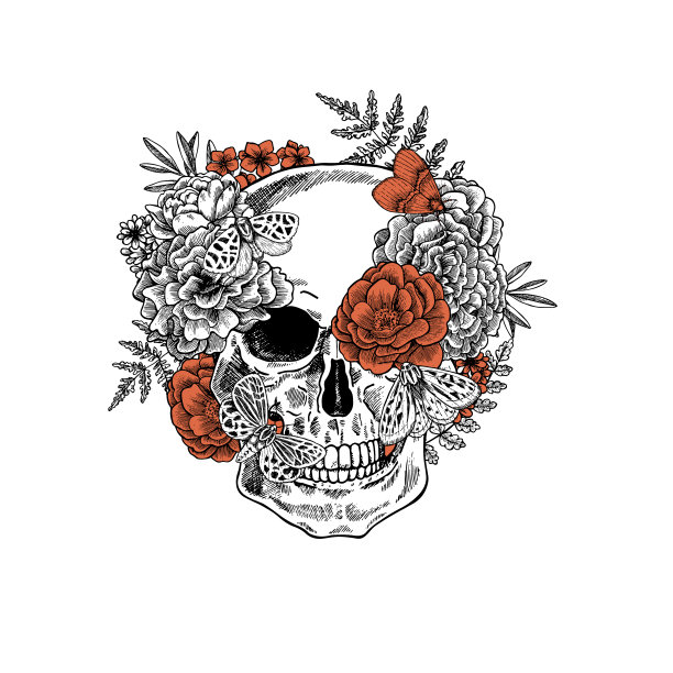 牡丹花插画
