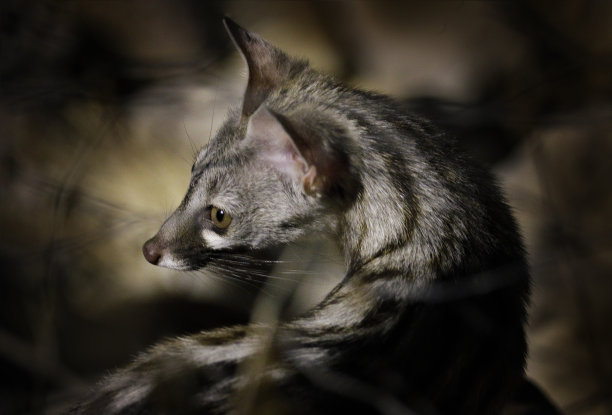 civet