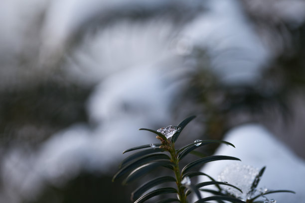 水松叶