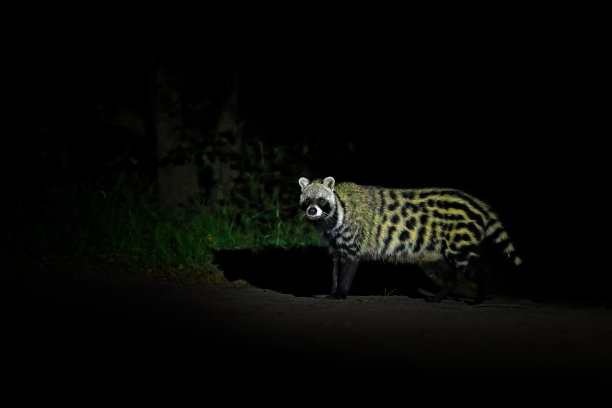 civet