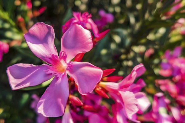 夹竹桃开花