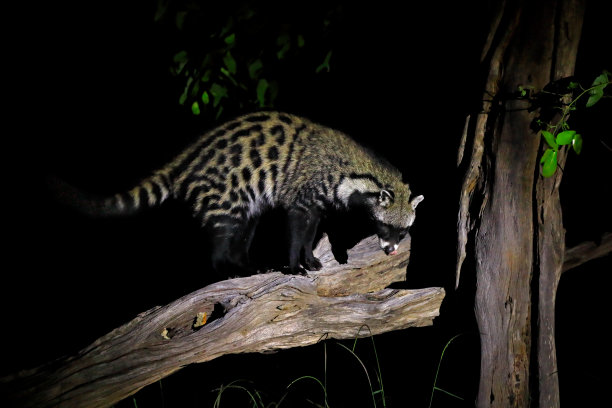civet