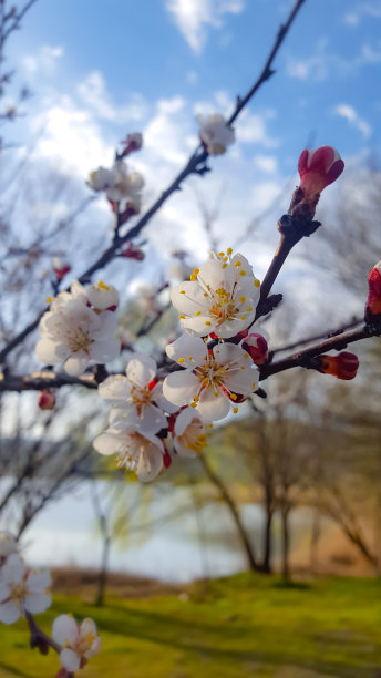 春天阳光下蓝天中的樱花特写