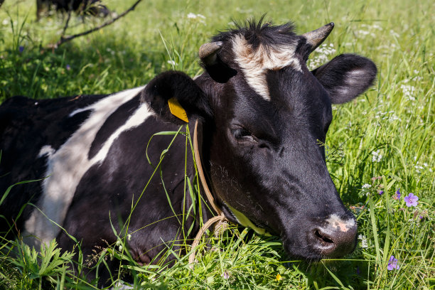 躺在草地上的牛
