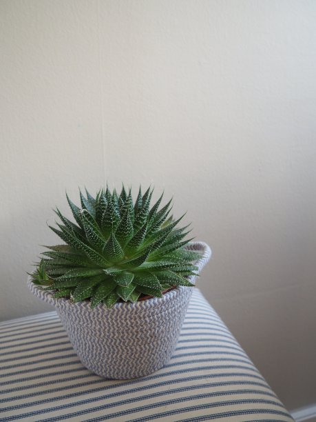 苦刺花