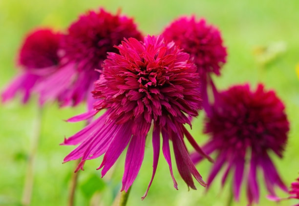 雌蕊和雄蕊花艺