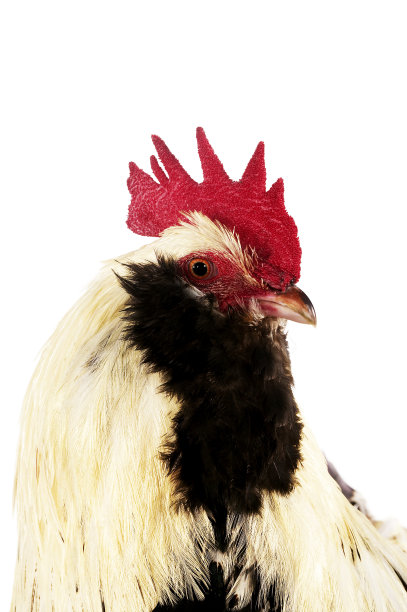 cock