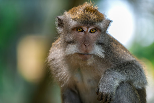 小猴子表情