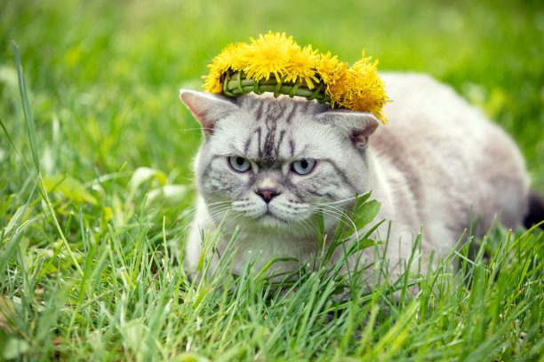 花丛的猫