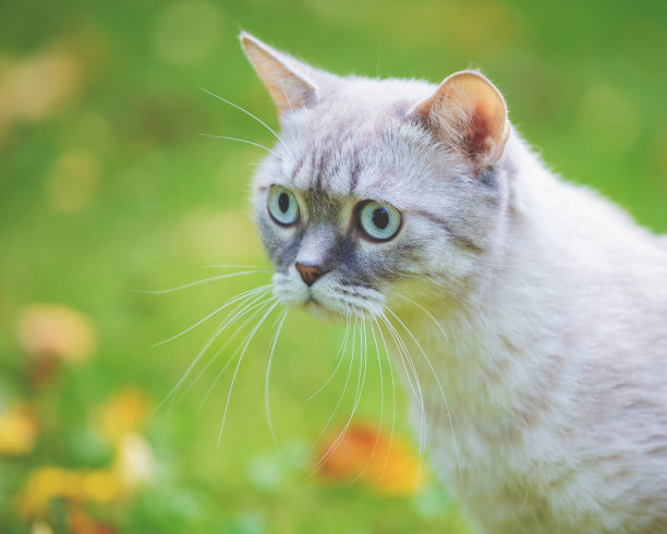 夏日小猫