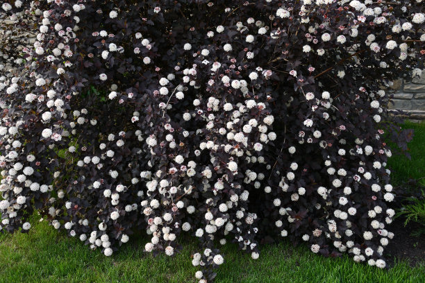filipendula
