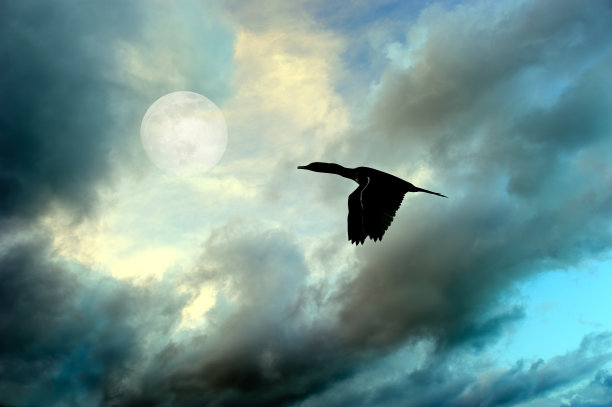 月亮和鸟