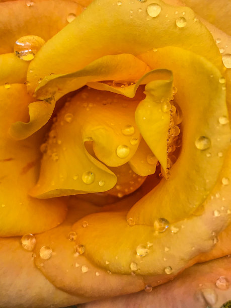 滴水玫瑰黄