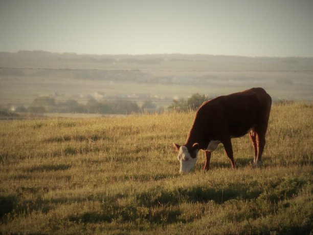 黄牛与草地