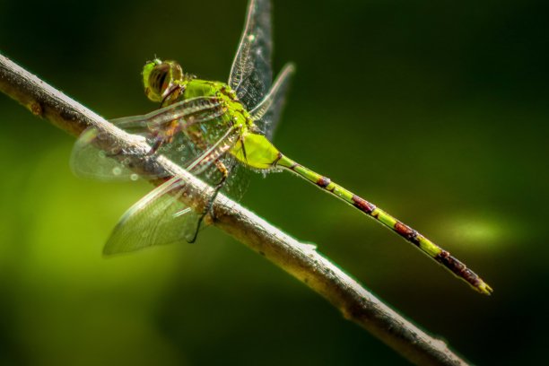 绿色蜻蜓