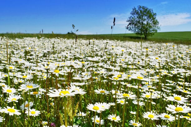 pyrethrum