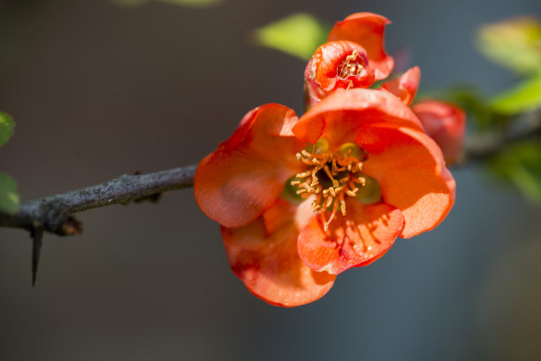 chaenomeles