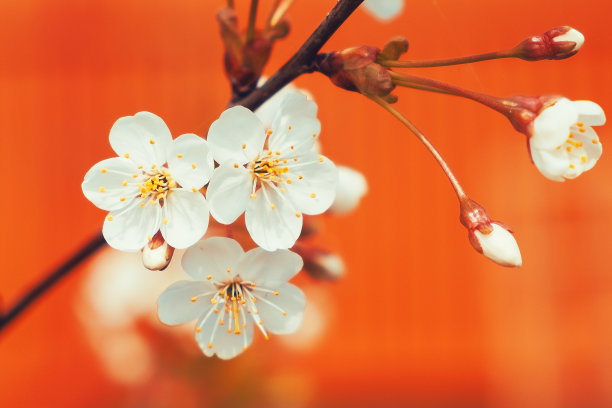 樱花盛开高清实拍图片