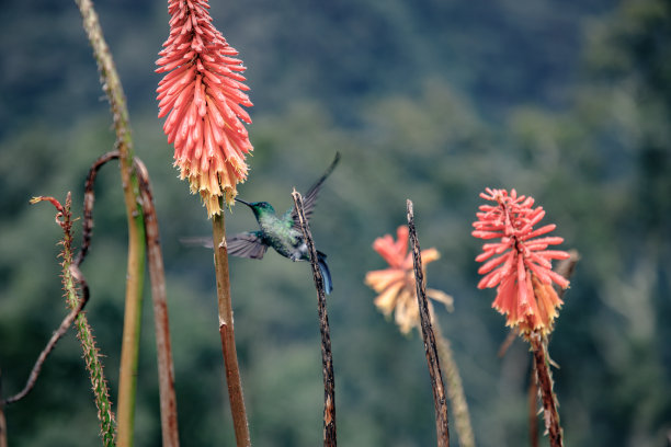 热带雨林与花卉叶子和鸟