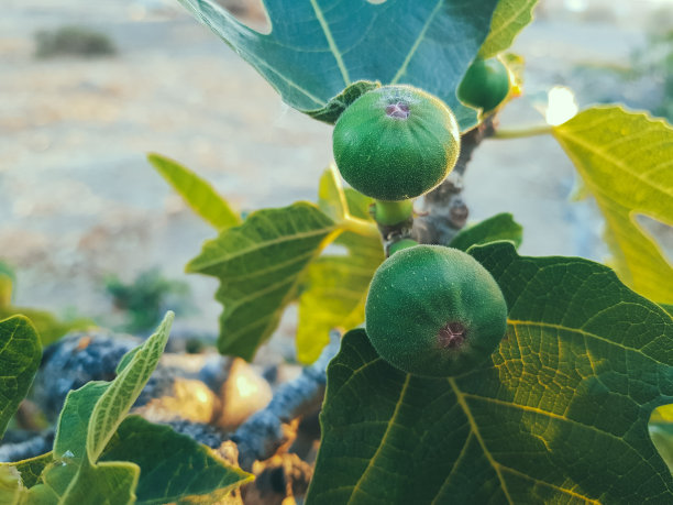 生长中的无花果