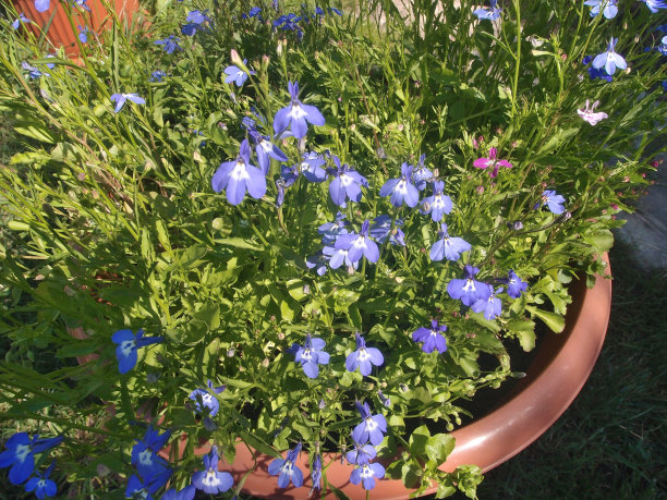 lobelia