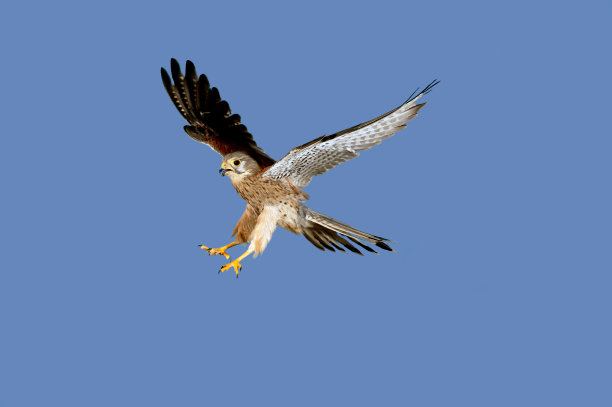 falcon