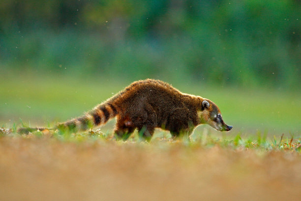 coatimundi
