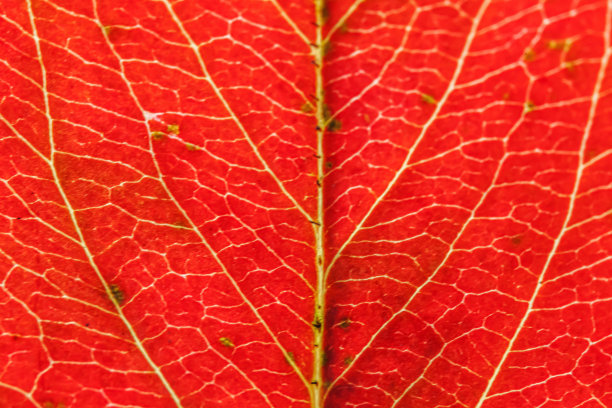 叶子纹理红色枝叶