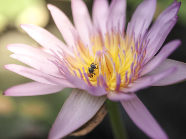 蜜蜂与睡莲