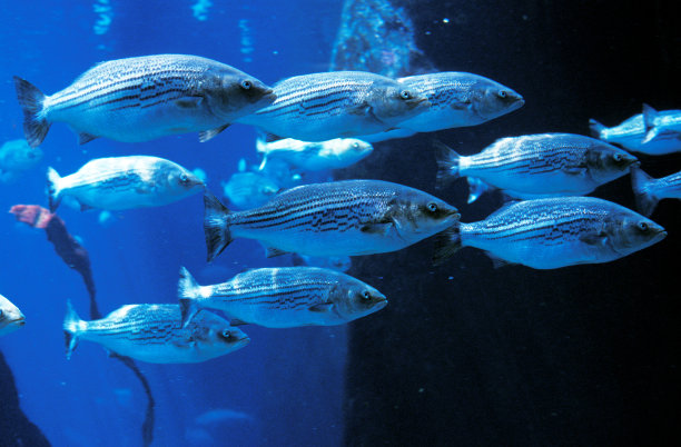 rockfish