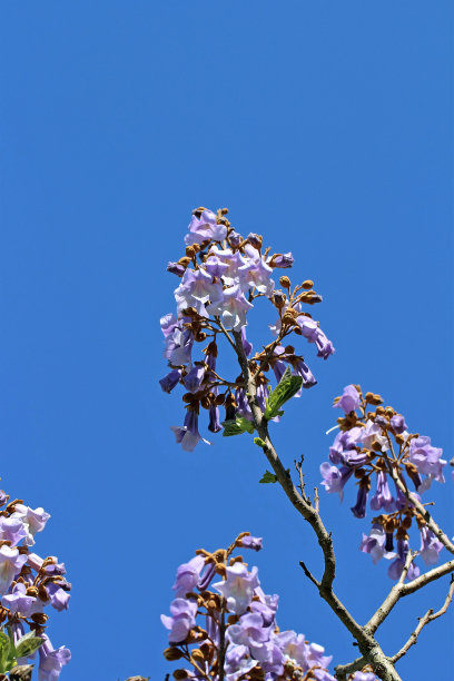 桐花