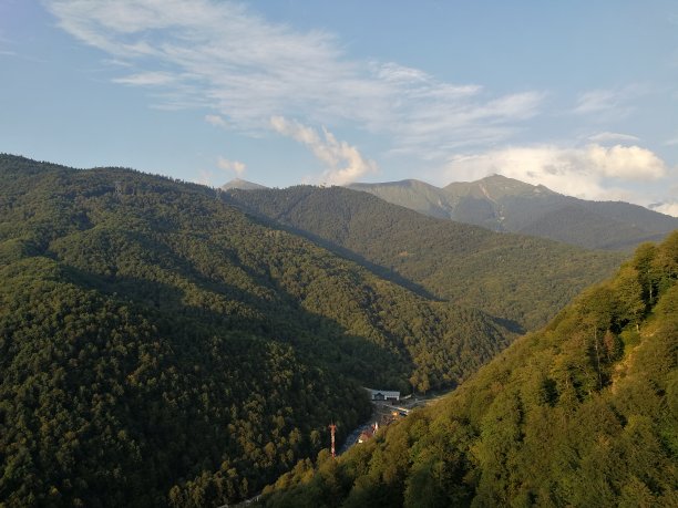 水松叶