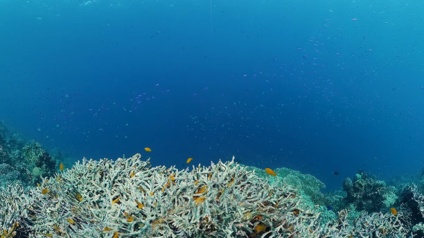 海底世界风光