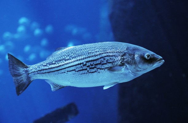 rockfish