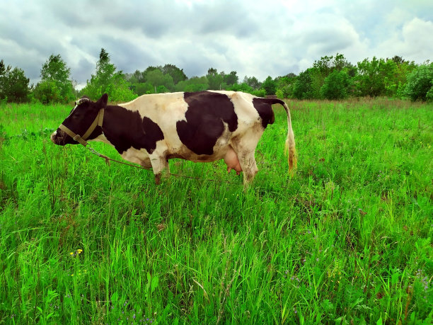 农村可爱的奶牛