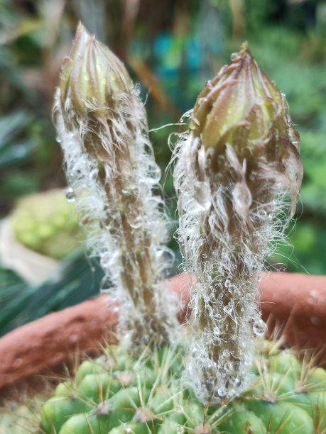 雌蕊和雄蕊花艺