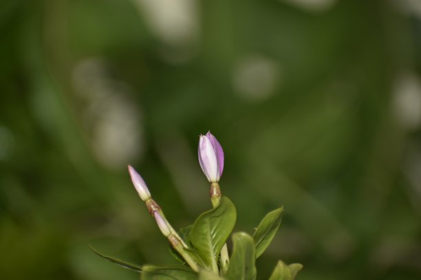 非洲菊特写